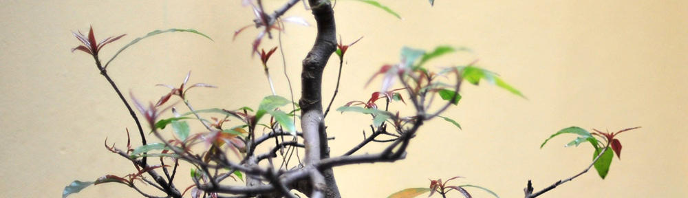 (017670617551) Berthold SCHMITZ (SEO Berater) 365 Ihre Vorteile als SEO Berater & SEO Beratung? SEA für Sie €